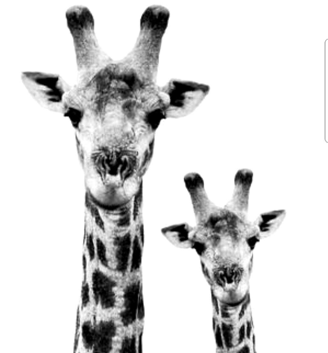 Overnight Stop Before Kruger National Park Phalaborwa Exterior foto